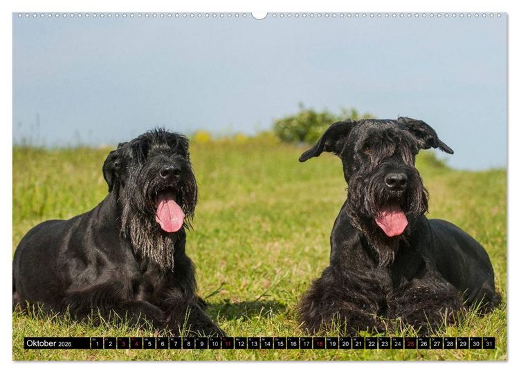Produktbild: Treuer Freund Riesenschnauzer (Wandkalender 2026 DIN A2 quer), CALVENDO Monatskalender