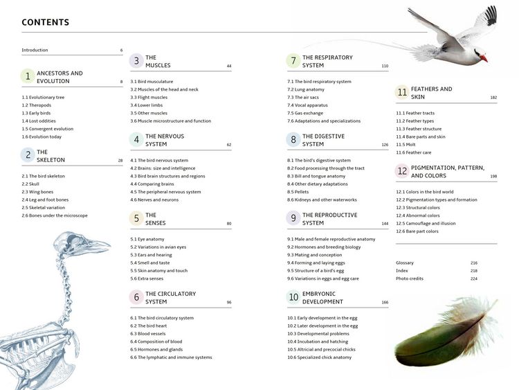 Produktbild: How Birds Work