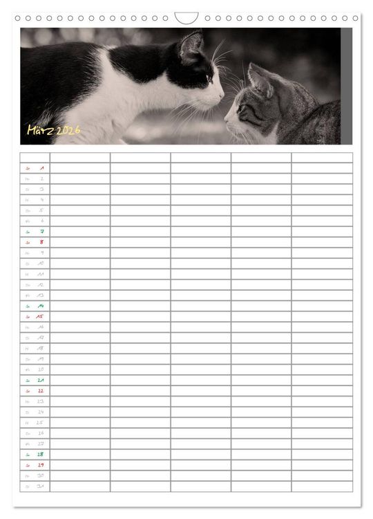 Produktbild: Miezekatzen Planungskalender (Wandkalender 2026 DIN A3 hoch), CALVENDO Monatskalender