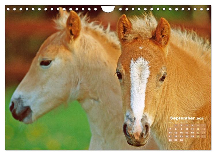 Produktbild: Haflinger: Die blonden Pferde von der Alm (Wandkalender 2026 DIN A4 quer), CALVENDO Monatskalender
