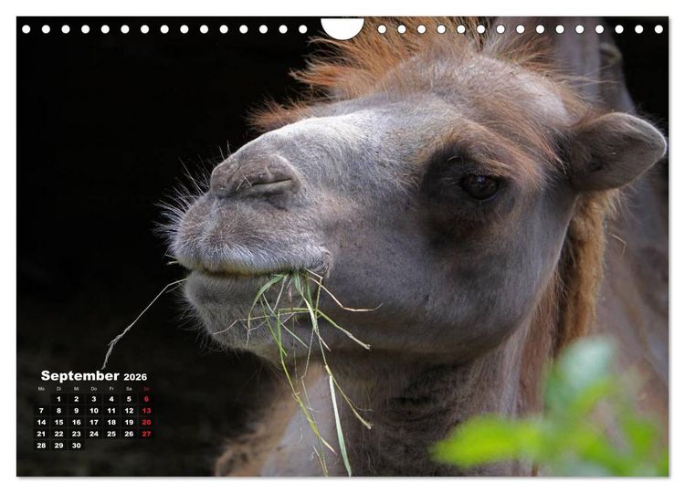 Produktbild: Kamele (Wandkalender 2026 DIN A4 quer), CALVENDO Monatskalender