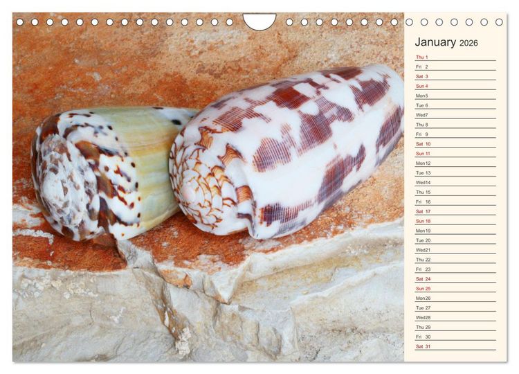 Produktbild: Shells, Stones and Sand (Wall Calendar 2026 DIN A4 landscape), CALVENDO 12 Month Wall Calendar