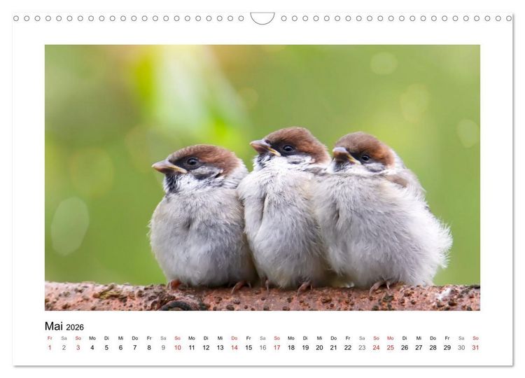 Produktbild: Gefiederte Garteng&auml;ste, Spatzenleben (Wandkalender 2026 DIN A3 quer), CALVENDO Monatskalender