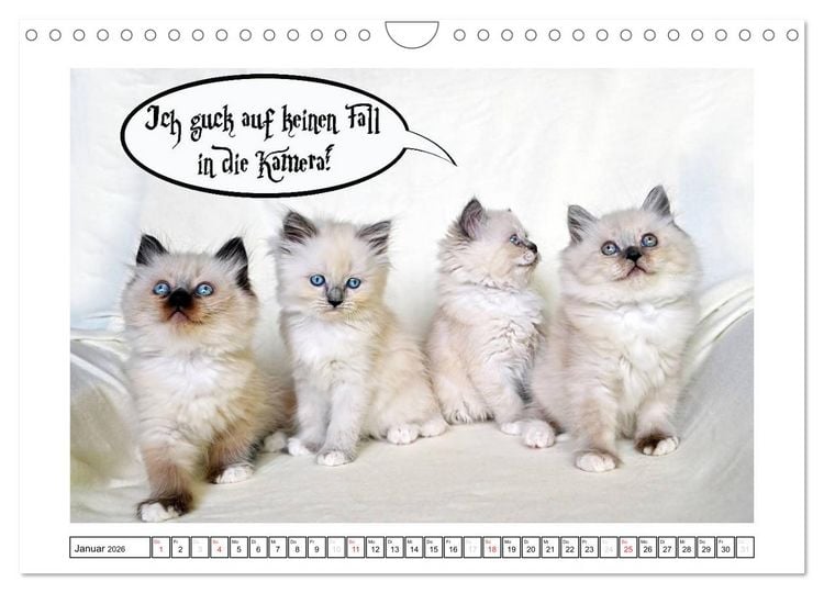 Produktbild: Lustiger Katzenkalender (Wandkalender 2026 DIN A4 quer), CALVENDO Monatskalender