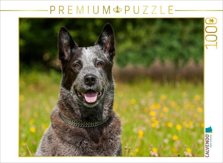 Produktbild: CALVENDO Puzzle Ein Motiv aus dem Kalender Power auf 4 Pfoten. Australian Cattle Dog | 1000 Teile Lege-Gr&ouml;&szlig;e 64x48cm Foto-Puzzle f&uuml;r gl&uuml;ckliche Stunden