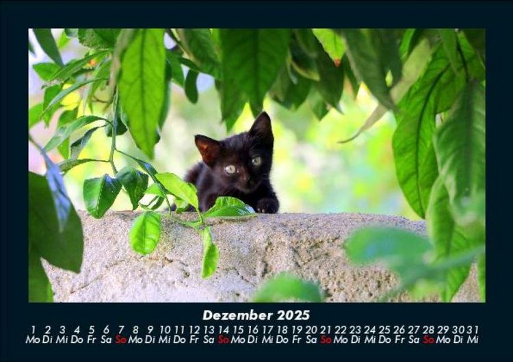 Produktbild: F&uuml;r Katzenfreunde 2025 Fotokalender DIN A5
