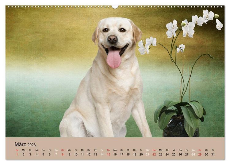 Produktbild: Labrador Retriever unsere Freunde (hochwertiger Premium Wandkalender 2026 DIN A2 quer), Kunstdruck in Hochglanz