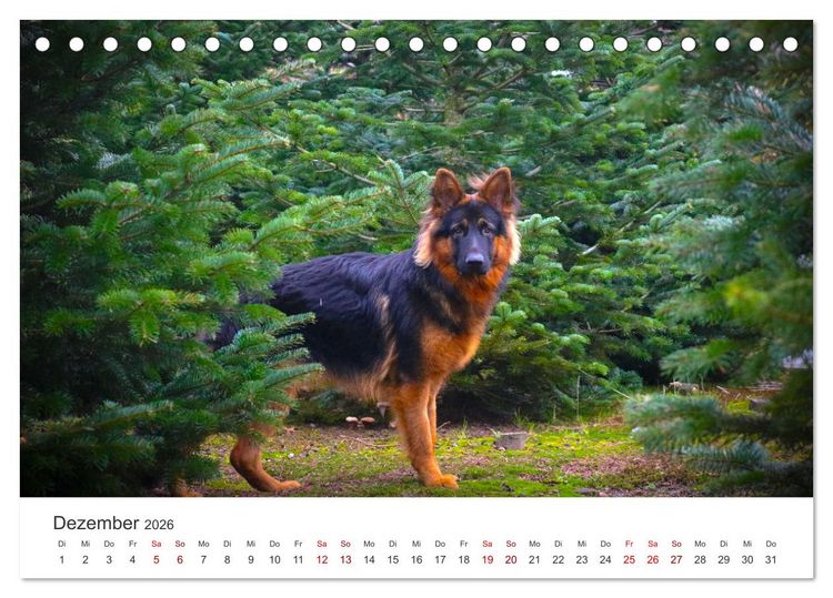 Produktbild: Sch&auml;ferhunde - Die gutm&uuml;tigen Wegbegleiter. (Tischkalender 2026 DIN A5 quer), CALVENDO Monatskalender