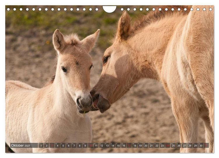 Produktbild: Fohlen - Lustige Pferdekinder (Wandkalender 2027 DIN A4 quer), CALVENDO Monatskalender