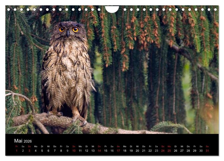 Produktbild: Uhu - K&ouml;nig der Nacht (Wandkalender 2026 DIN A4 quer), CALVENDO Monatskalender