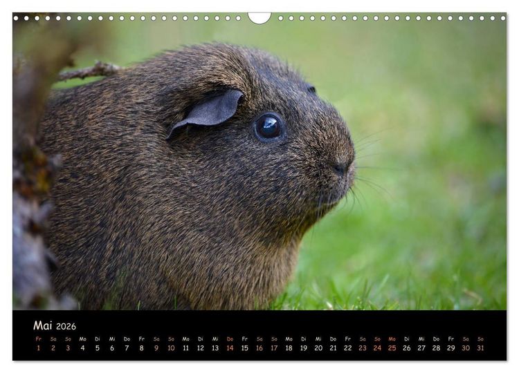 Produktbild: Meerschweinchen - Kleine s&uuml;&szlig;e Fellnasen (Wandkalender 2026 DIN A3 quer), CALVENDO Monatskalender