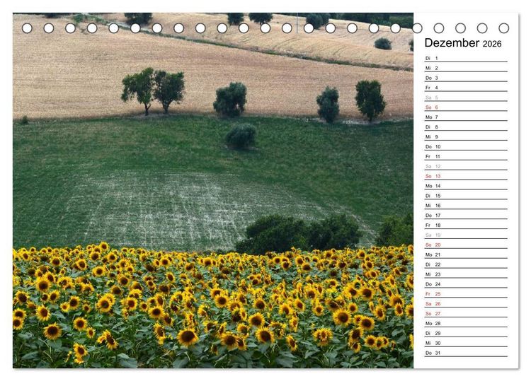 Produktbild: Ein Jahr lang Sonnenblumen (Tischkalender 2026 DIN A5 quer), CALVENDO Monatskalender