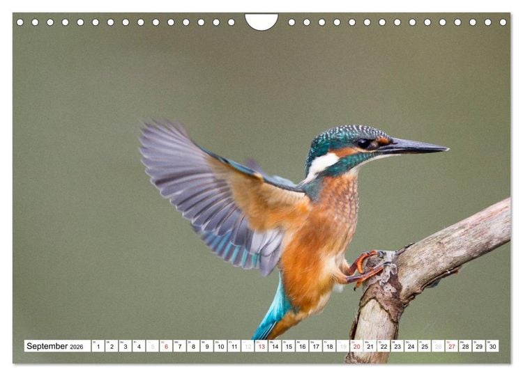Produktbild: Faszination Eisvogel (Wandkalender 2026 DIN A4 quer), CALVENDO Monatskalender