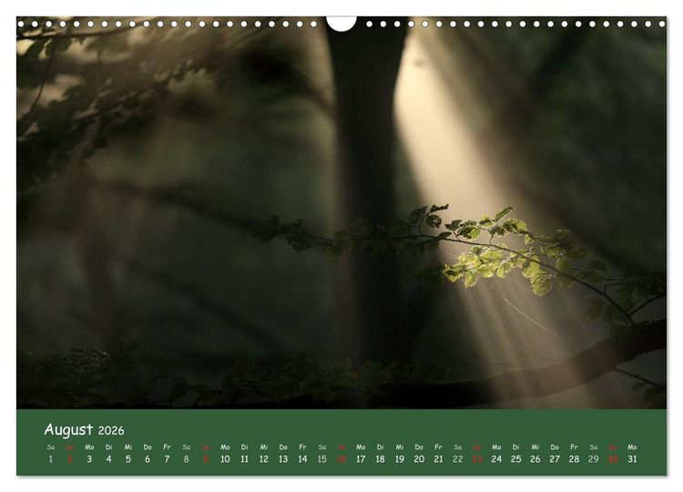 Produktbild: Lichter im Wald (Wandkalender 2026 DIN A3 quer), CALVENDO Monatskalender