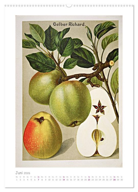 Produktbild: &Auml;pfel/Appels. Alte ostfriesische Sorten (hochwertiger Premium Wandkalender 2026 DIN A2 hoch), Kunstdruck in Hochglanz
