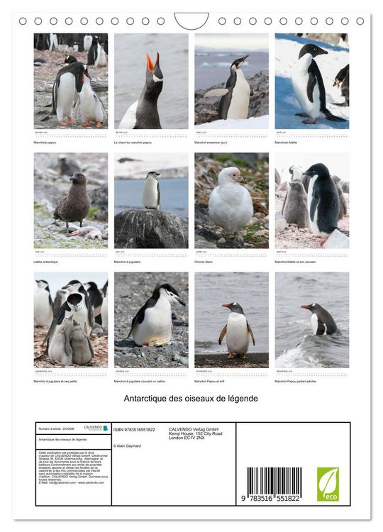 Produktbild: Antarctique des oiseaux de l&eacute;gende (Calendrier mural 2026 DIN A4 horizontal), CALVENDO calendrier mensuel