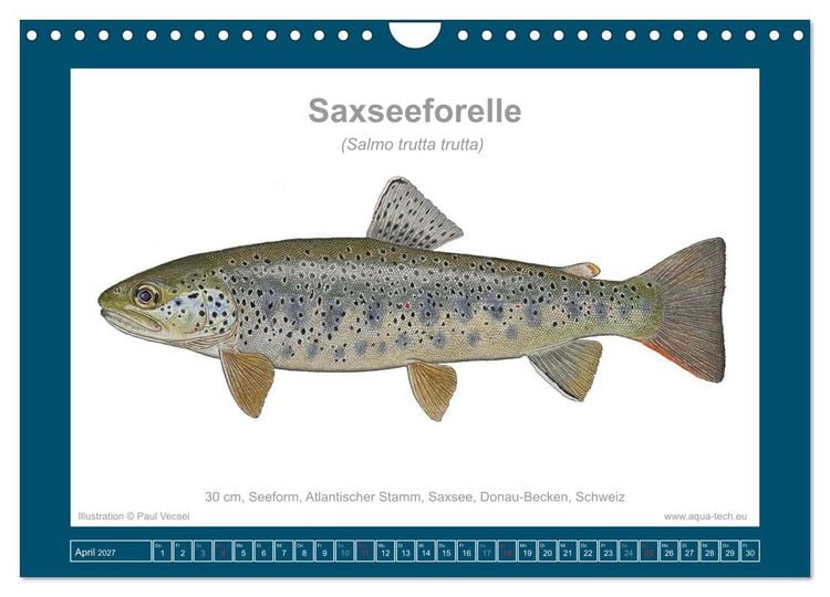 Produktbild: Fisch als Kunst 2027: Seeforellen (Wandkalender 2027 DIN A4 quer), CALVENDO Monatskalender