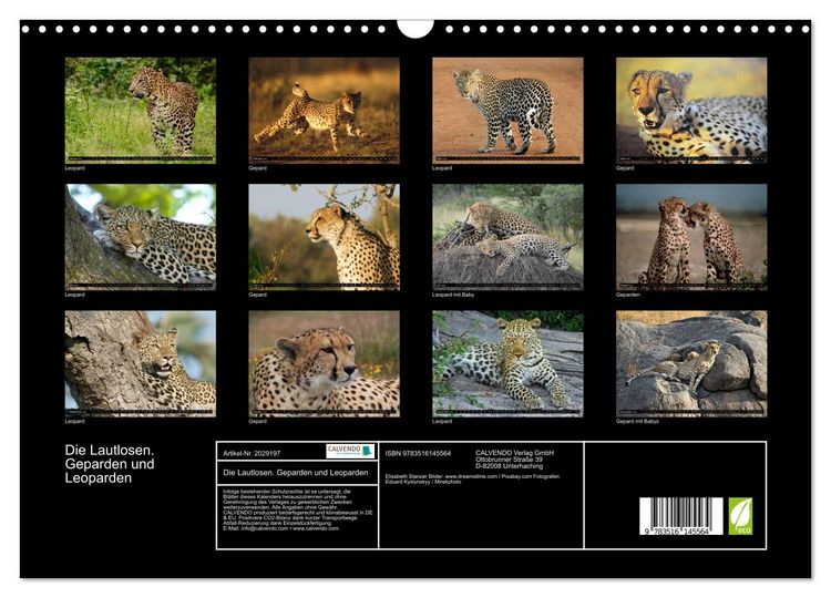 Produktbild: Die Lautlosen. Geparden und Leoparden (Wandkalender 2026 DIN A3 quer), CALVENDO Monatskalender