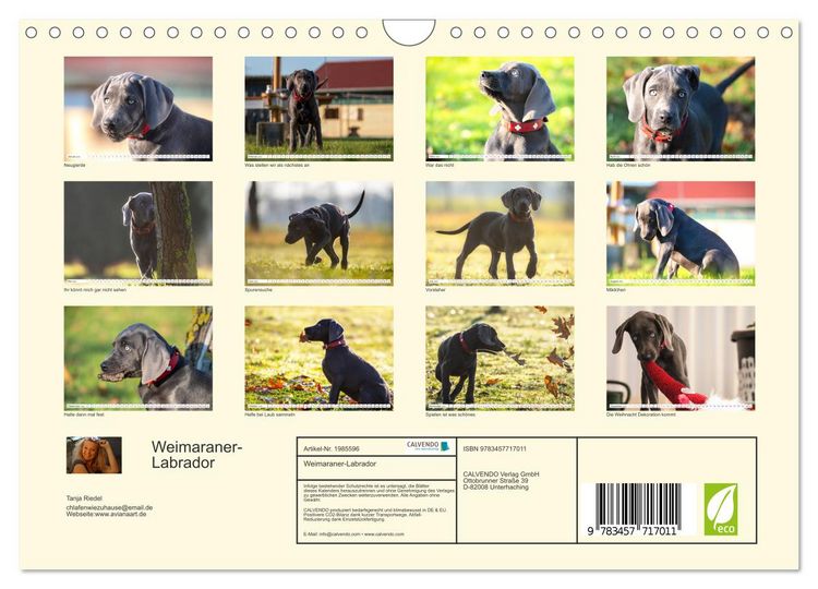 Produktbild: Weimaraner-Labrador (Wandkalender 2026 DIN A4 quer), CALVENDO Monatskalender