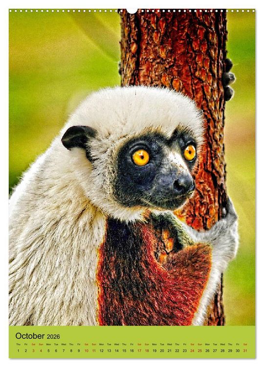 Produktbild: Adorable lemurs (Wall Calendar 2026 DIN A2 portrait), CALVENDO 12 Month Wall Calendar