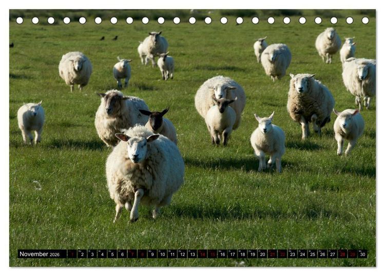 Produktbild: Schafe auf Sylt (Tischkalender 2026 DIN A5 quer), CALVENDO Monatskalender