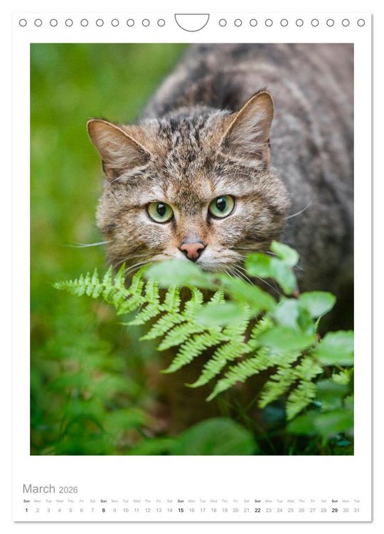 Produktbild: European Wildcats (Wall Calendar 2026 DIN A4 portrait), CALVENDO 12 Month Wall Calendar