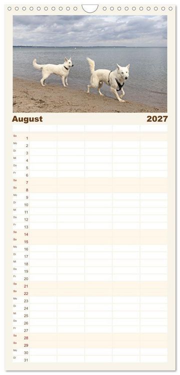 Produktbild: Familienplaner 2027 - Berger Blanc Suisse - Weggef&auml;hrten auf 4 Pfoten mit 5 Spalten (Wandkalender, 21 x 45 cm) CALVENDO