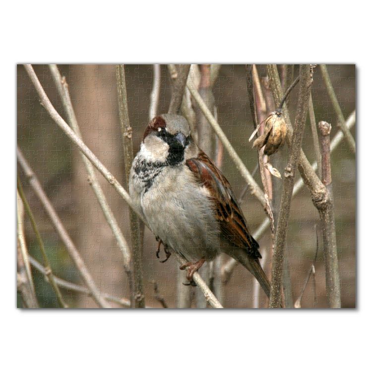 Produktbild: Lais Puzzle Spatz 500 Teile