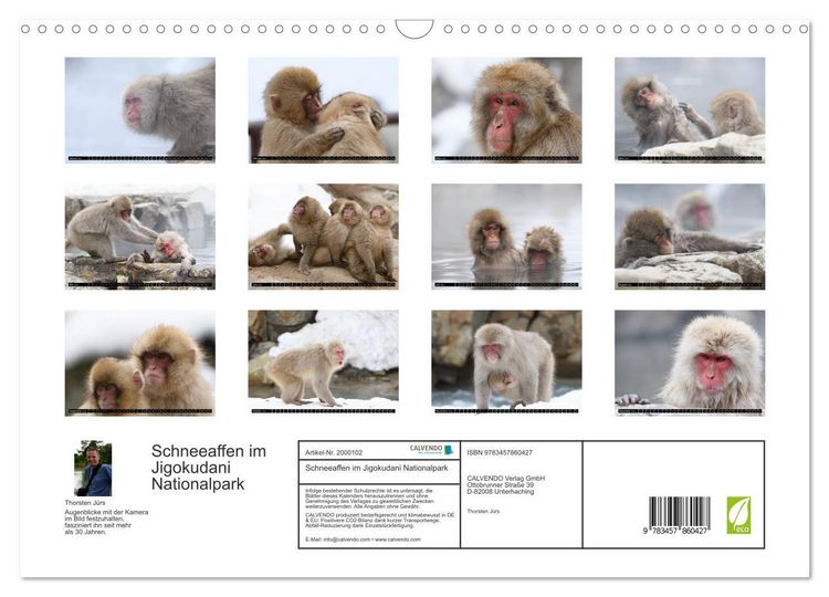 Produktbild: Schneeaffen im Jigokudani Nationalpark (Wandkalender 2026 DIN A3 quer), CALVENDO Monatskalender