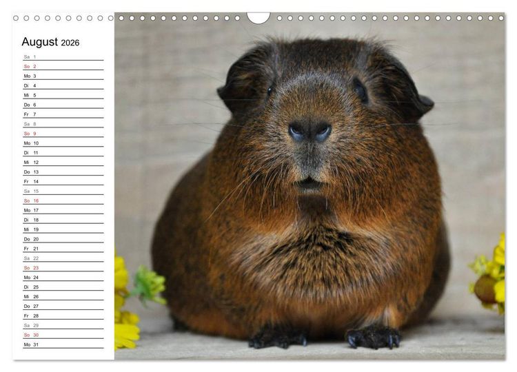 Produktbild: Meerschweinchen Niedliche Herzensbrecher (Wandkalender 2026 DIN A3 quer), CALVENDO Monatskalender