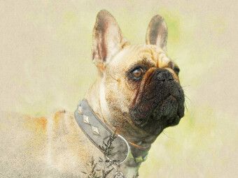 Produktbild: CALVENDO Puzzle Ein Motiv aus dem Kalender Franz&ouml;sische Bulldoggen 2017 | 1000 Teile Lege-Gr&ouml;&szlig;e 64x48cm Foto-Puzzle f&uuml;r gl&uuml;ckliche Stunden