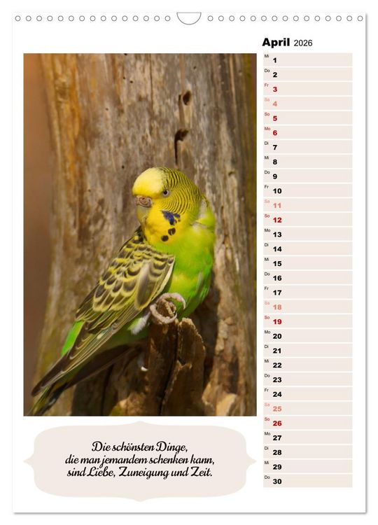 Produktbild: Niedliche Wellensittiche (Wandkalender 2026 DIN A3 hoch), CALVENDO Monatskalender