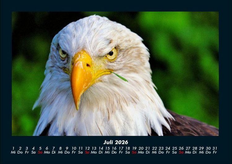 Produktbild: Adler 2026 Fotokalender DIN A4