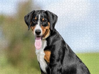 Produktbild: CALVENDO Puzzle Appenzeller H&uuml;ndin | 1000 Teile Lege-Gr&ouml;&szlig;e 64x48cm Foto-Puzzle f&uuml;r gl&uuml;ckliche Stunden
