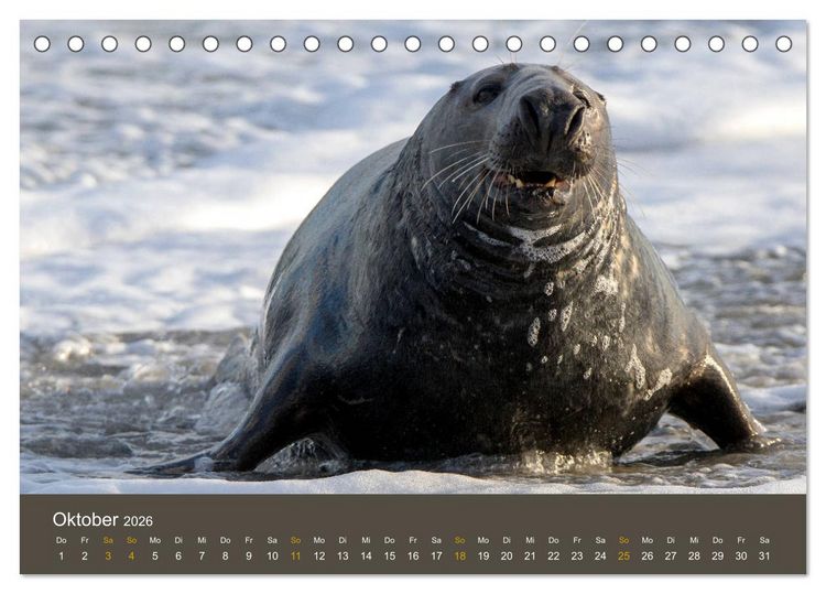 Produktbild: Robben auf der Helgol&auml;nder D&uuml;ne (Tischkalender 2026 DIN A5 quer), CALVENDO Monatskalender