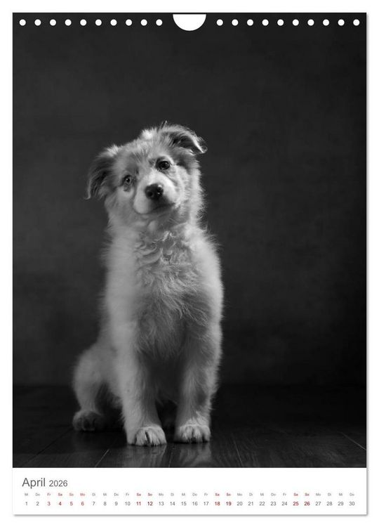 Produktbild: Fine Art Hundeportraits (Wandkalender 2026 DIN A4 hoch), CALVENDO Monatskalender