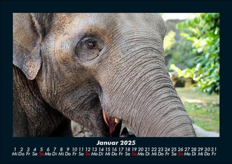 Produktbild: Welt der Tiere 2025 Fotokalender DIN A5