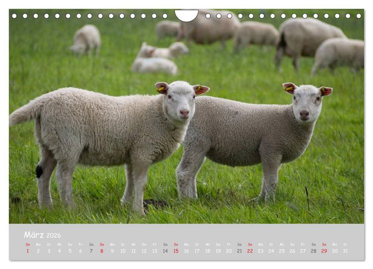 Produktbild: Ganz sch&ouml;n Schaf (Wandkalender 2026 DIN A4 quer), CALVENDO Monatskalender