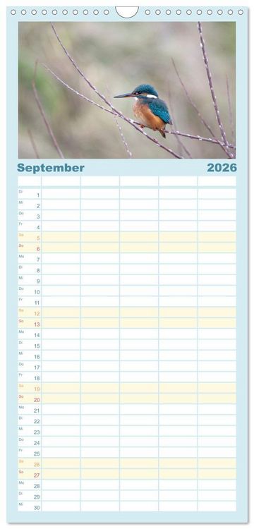 Produktbild: Familienplaner 2026 - Eisvogel im Portr&auml;t mit 5 Spalten (Wandkalender, 21 x 45 cm) CALVENDO