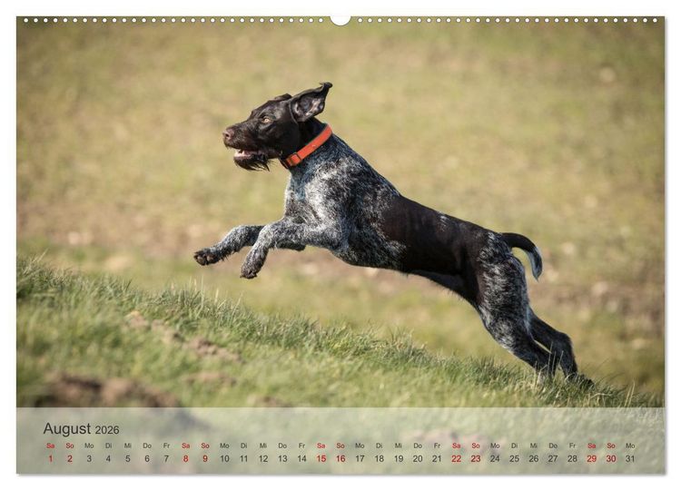 Produktbild: Treue Jagdgef&auml;hrten - Der Deutsch Drahthaar (Wandkalender 2026 DIN A2 quer), CALVENDO Monatskalender