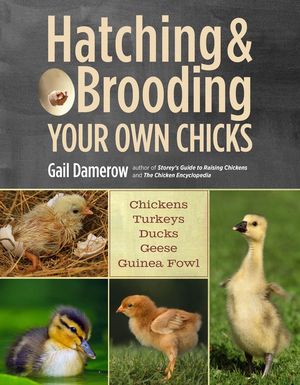 Produktbild: Hatching & Brooding Your Own Chicks