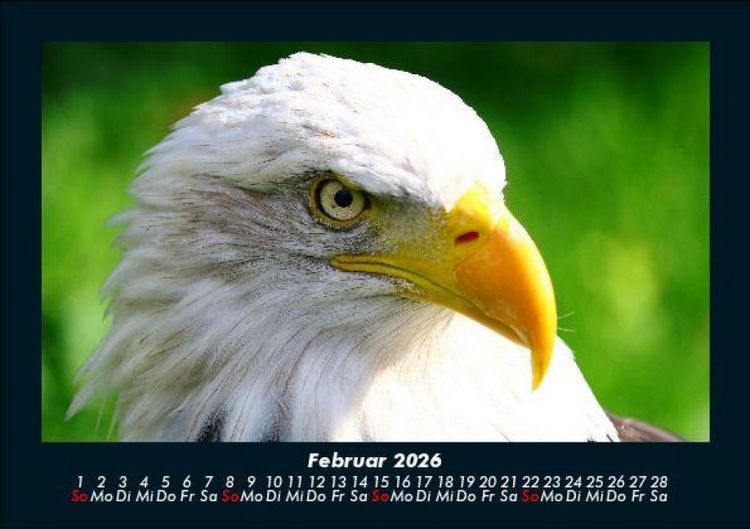 Produktbild: Adler 2026 Fotokalender DIN A5