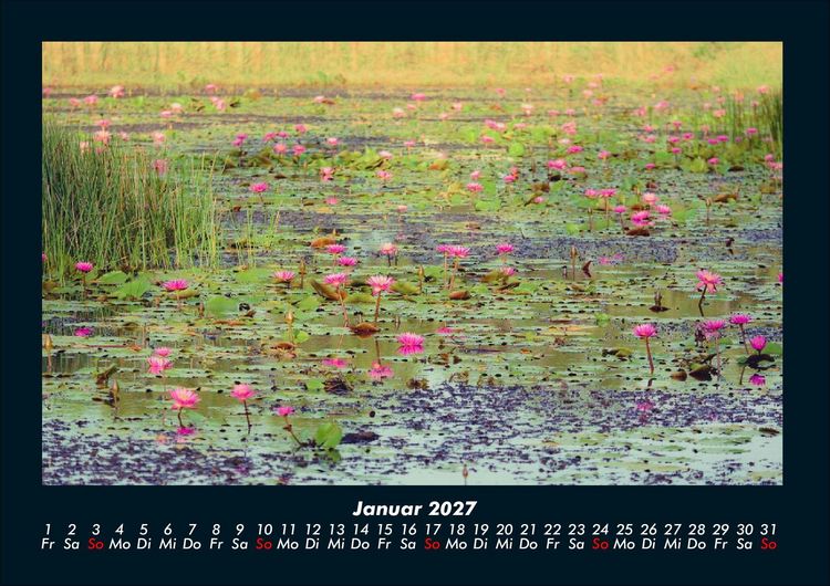 Produktbild: Rosen-Kalender 2027 Fotokalender DIN A4