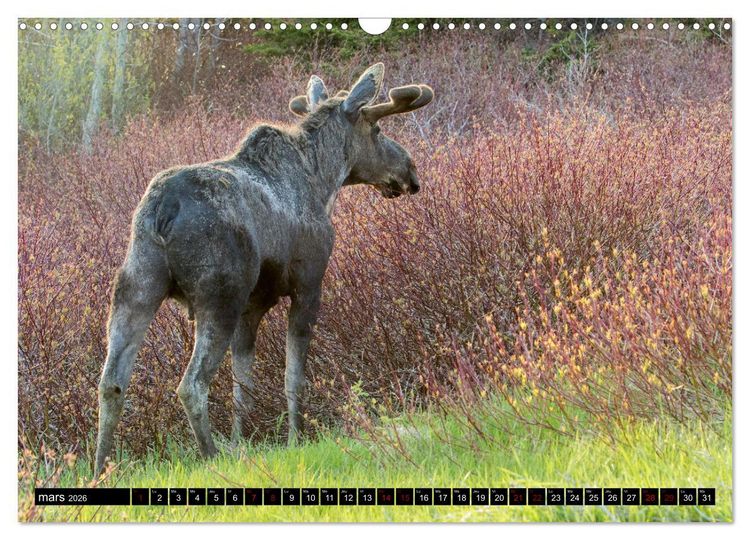 Produktbild: LE G&Eacute;ANT DES FOR&Ecirc;TS CANADIENNES (Calendrier mural 2026 DIN A3 vertical), CALVENDO calendrier mensuel