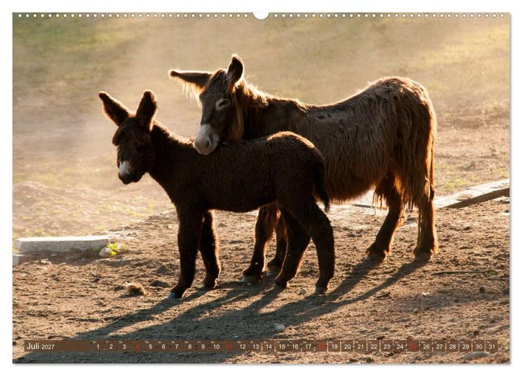 Produktbild: Liebenswerte Langohren - Die Sch&ouml;nheit der Esel (hochwertiger Premium Wandkalender 2027 DIN A2 quer), Kunstdruck in Hochglanz