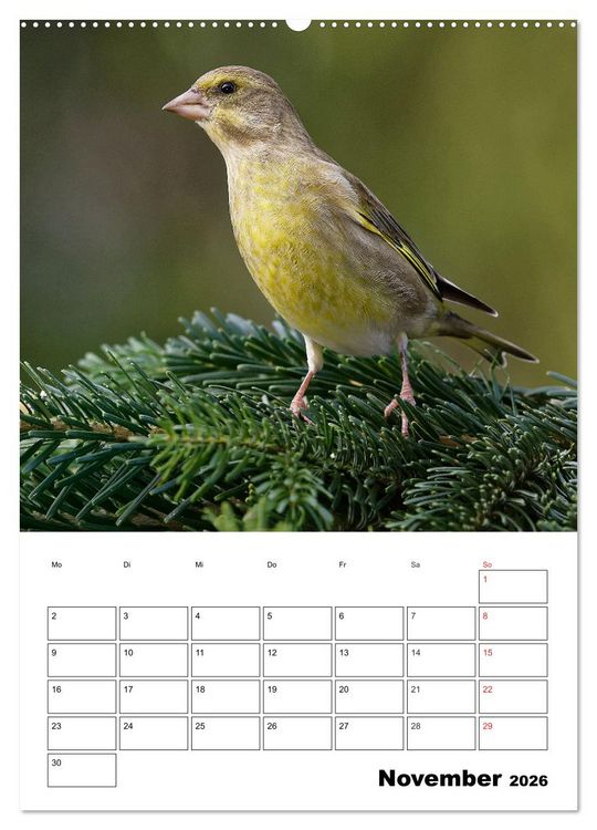 Produktbild: Bezaubernde V&ouml;gel im heimischen Garten (Wandkalender 2026 DIN A2 hoch), CALVENDO Monatskalender