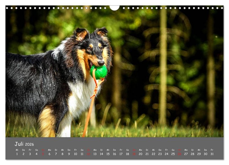 Produktbild: Einmal Collie - immer Collie (Wandkalender 2026 DIN A3 quer), CALVENDO Monatskalender