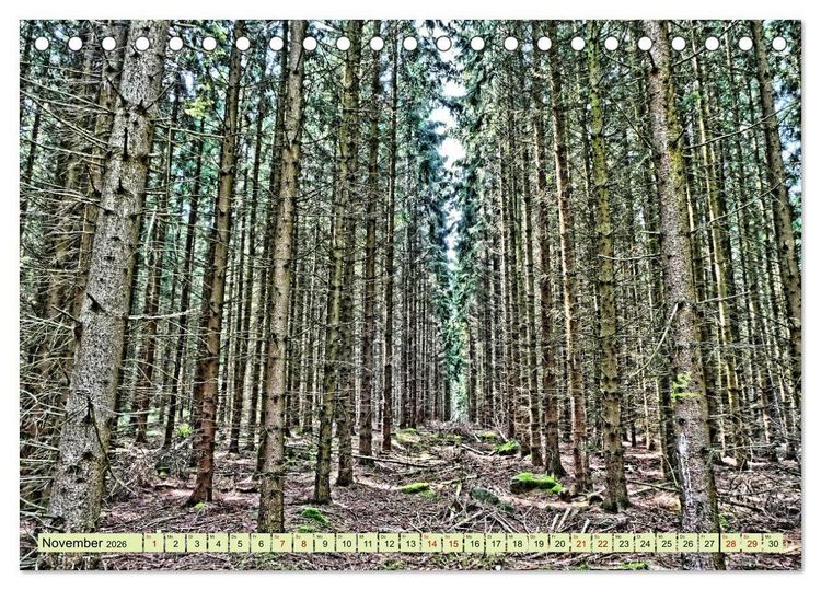 Produktbild: Verwunschene Waldtr&auml;ume: Ein Kalender voller Magie (Tischkalender 2026 DIN A5 quer), CALVENDO Monatskalender