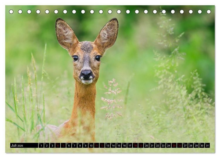 Produktbild: Wildtiere des Paderborner Landes (Tischkalender 2026 DIN A5 quer), CALVENDO Monatskalender