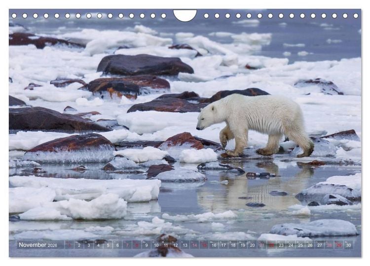 Produktbild: AN DER HUDSON BAY (Wandkalender 2026 DIN A4 quer), CALVENDO Monatskalender
